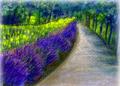 lavender01